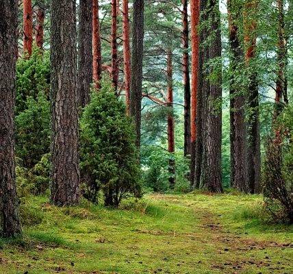 Gorczański Park Narodowy - las