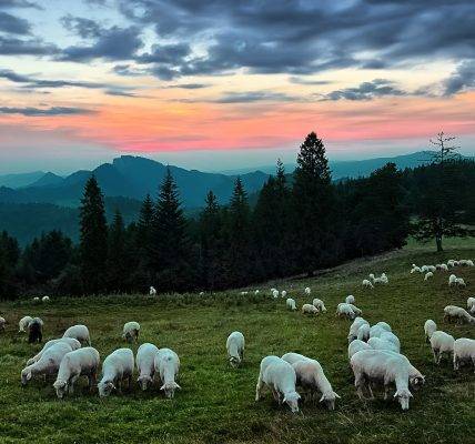 Narwiański Park Narodowy - owce