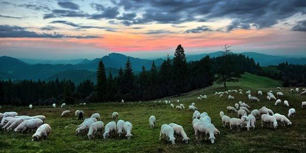 Narwiański Park Narodowy - owce