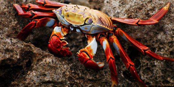 Krab