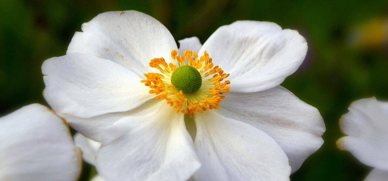 Zawile Japoński, bliski krewny Zawilca Gajowego