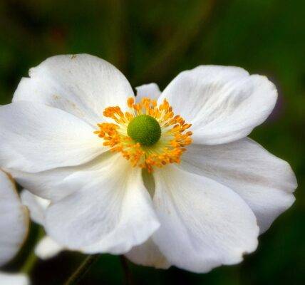 Zawile Japoński, bliski krewny Zawilca Gajowego