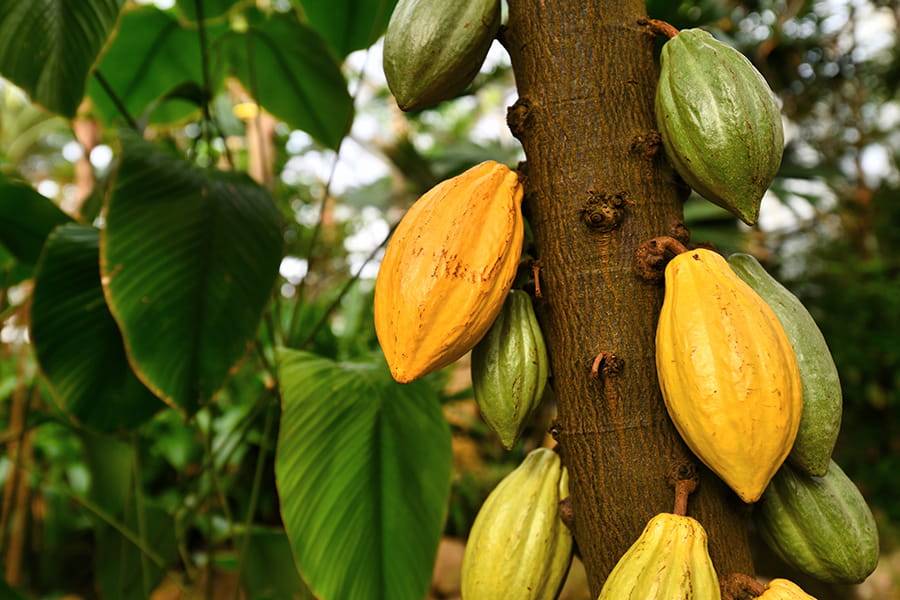 Masło kakaowe - producenci naturalnych kosmetyków do pielęgnacji włosów uwielbiają ten składnik.