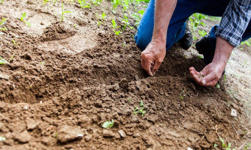 Badanie gleby rolnej