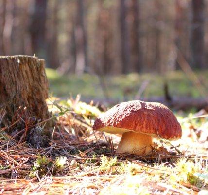 grzyb rosnący na polanie w polskim lesie