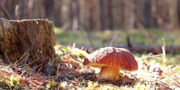 grzyb rosnący na polanie w polskim lesie