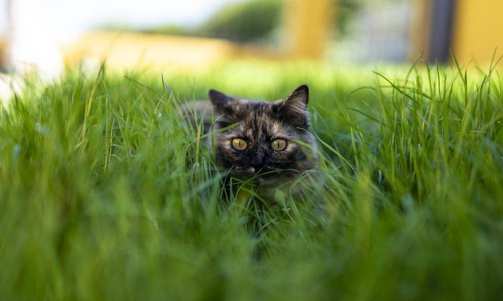 czarny kot z obrożą antykleszczową ukryty w trawie
