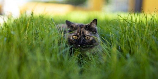czarny kot z obrożą antykleszczową ukryty w trawie
