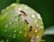 terrarium dla mrówek