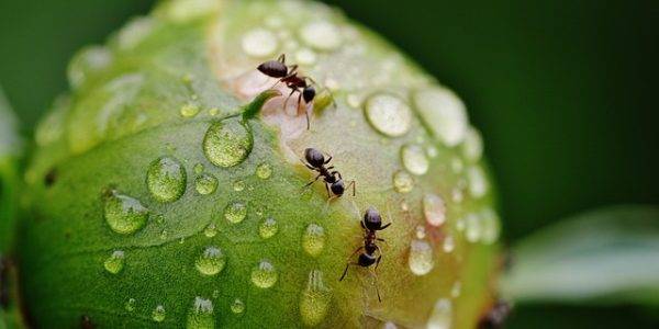 terrarium dla mrówek