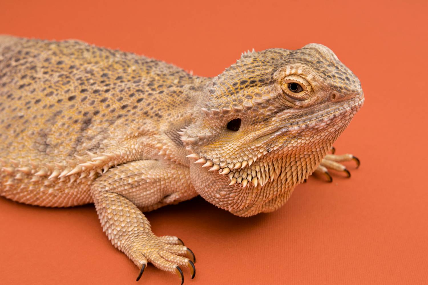 agama brodata z bliska