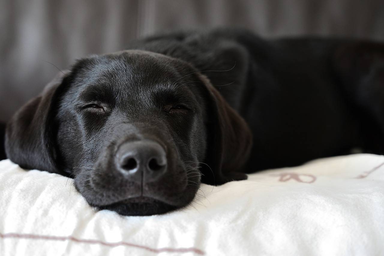 czarny labrador śpiący na łóżku