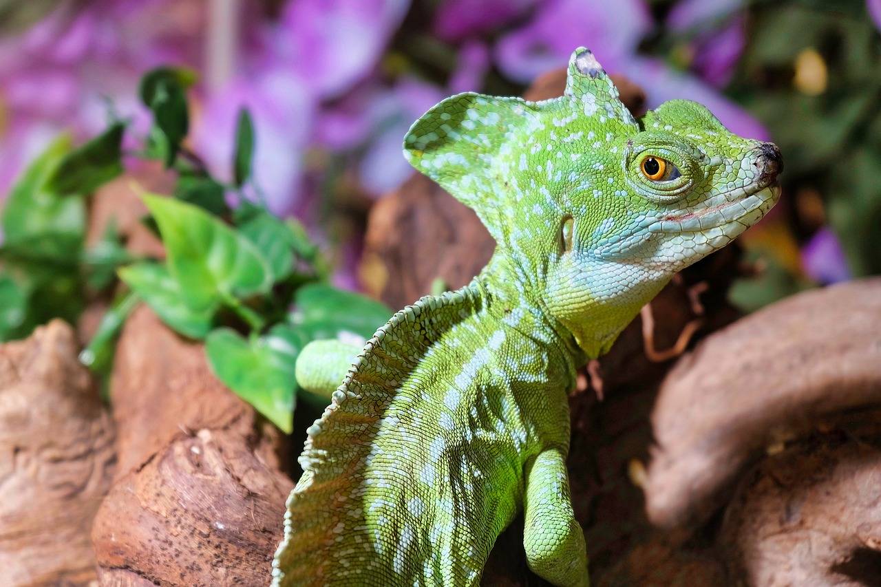 kameleon oświetlony światłem w terrarium