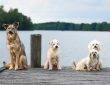 różne rasy psów na pomoście nad jeziorem