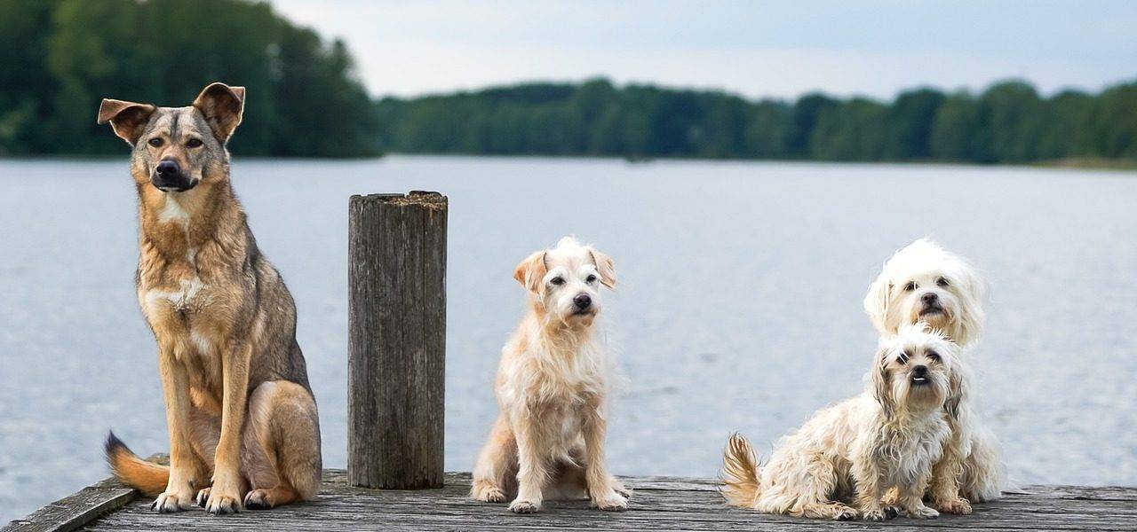 różne rasy psów na pomoście nad jeziorem