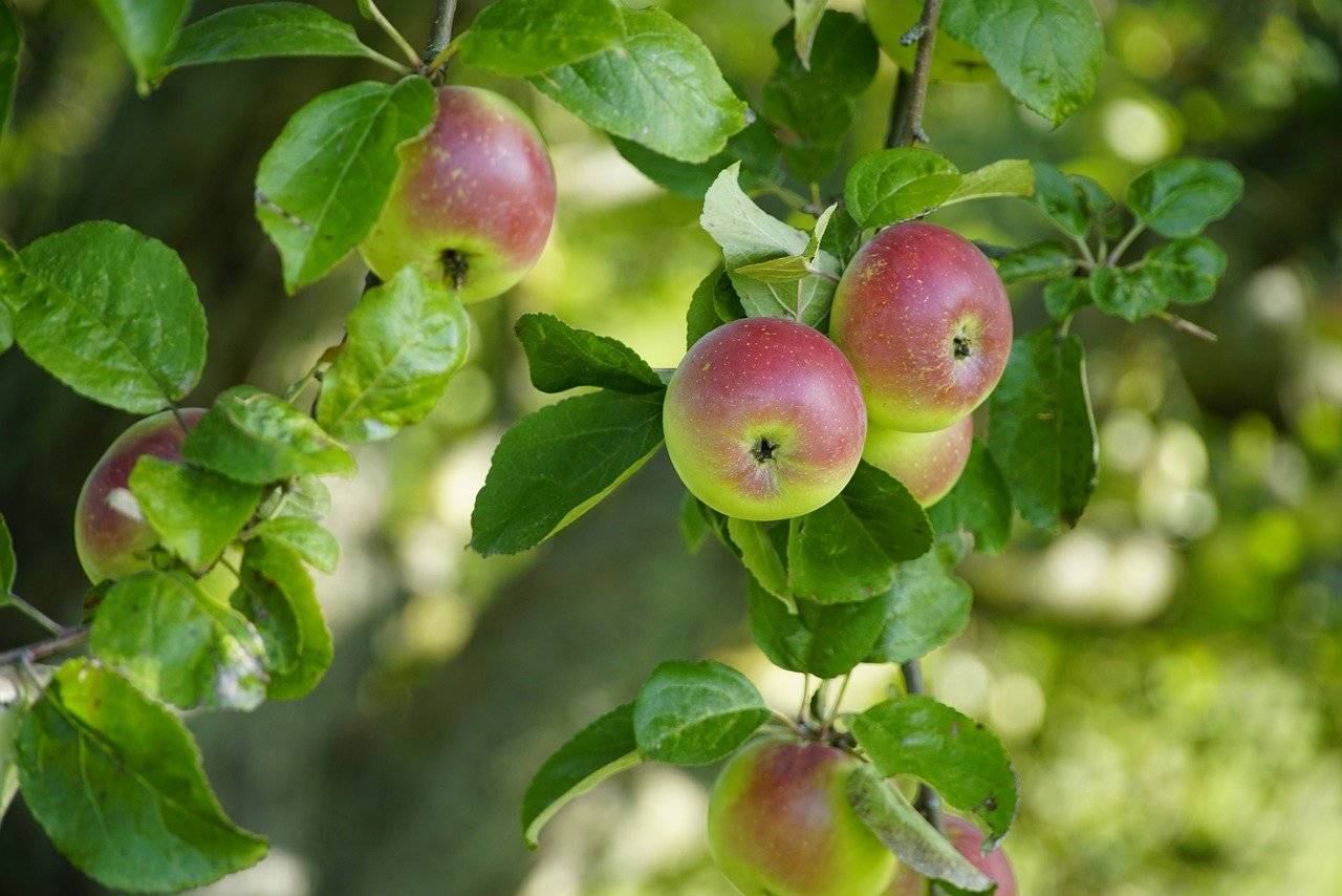 jabłoń w sadzie