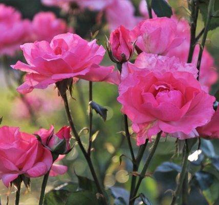 krzak róży w ogrodzie