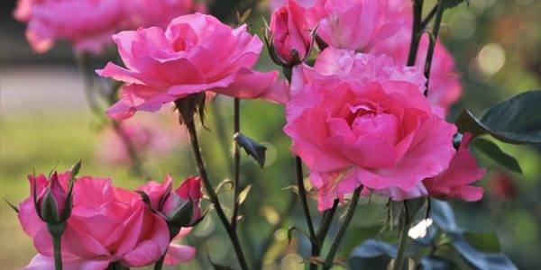 krzak róży w ogrodzie