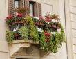 balkon w bloku z dużą ilością kwiatów w doniczkach, czerwone kwiaty i wiszące zielone rośliny
