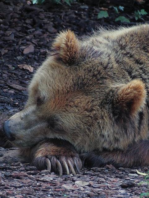 śpiący niedźwiedź brunatny