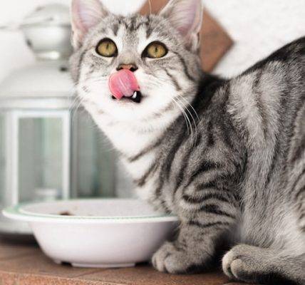 kot jedzący z miski karmę z suplementami