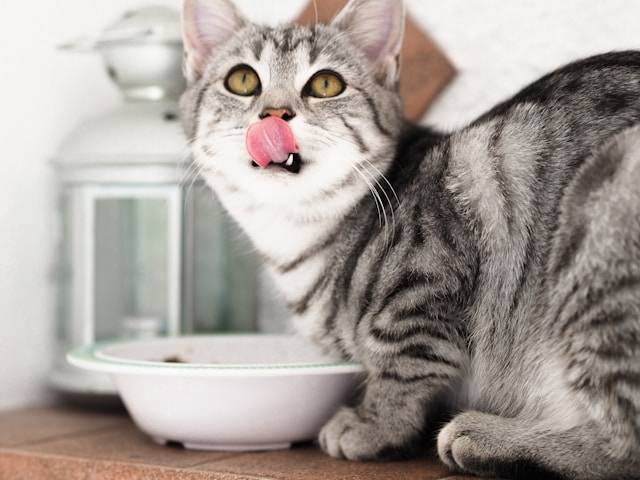 kot jedzący z miski karmę z suplementami