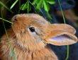 królik domowy jedzący trawe