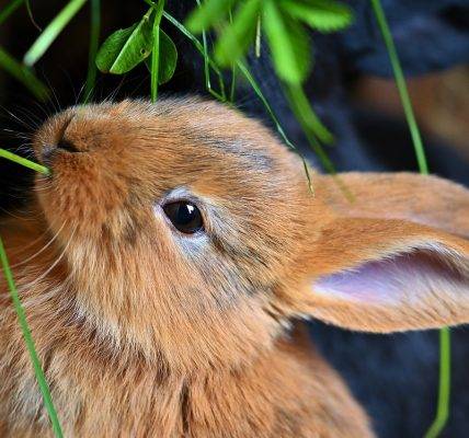 królik domowy jedzący trawe