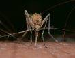 komar wbijający się w skórę