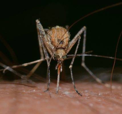 komar wbijający się w skórę
