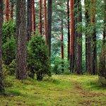 bory tucholskie park narodowy