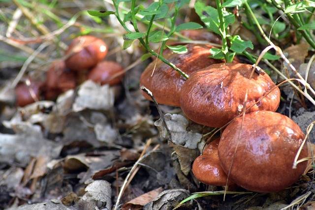 Ma lak Zwyczajny Suillus Luteus Wygl d Wyst powanie I Kulinarne Ma lak Zwyczajny Suillus Luteus Wygl d Wyst powanie I Kulinarne