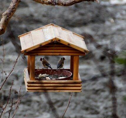 ptaszki w karmniku zimą