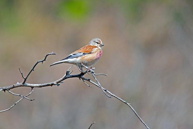dzwoniec siedzący na gałęzi
