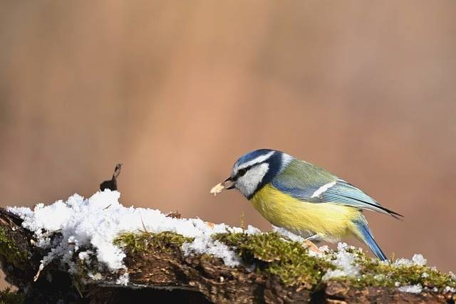 sikorka modra (modraszka) zimą