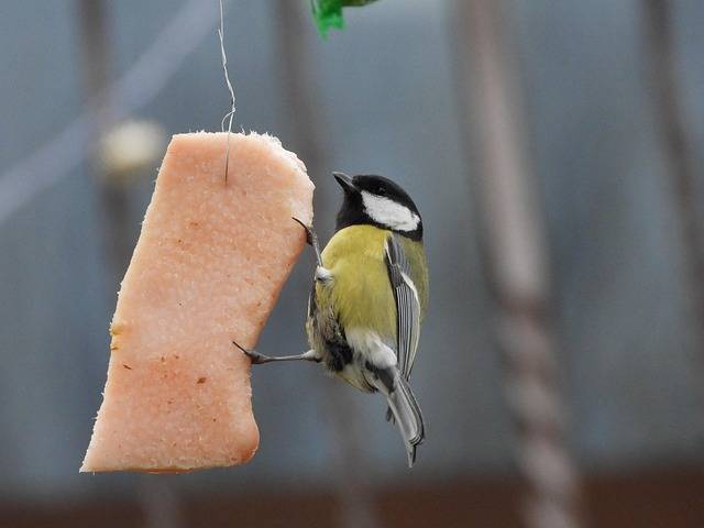 sikorka bogatka jedząca słoninę zimą