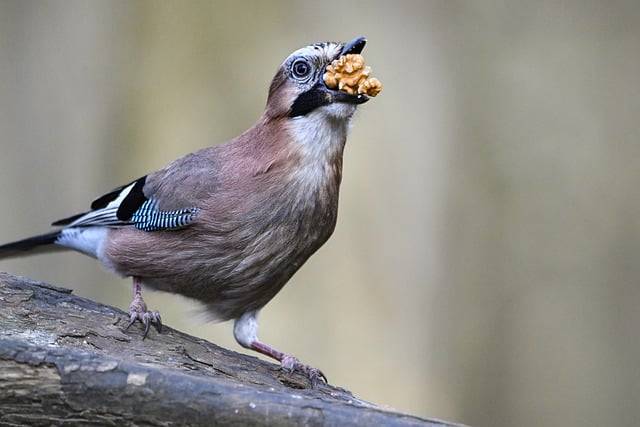 sójka z orzeszkiem
