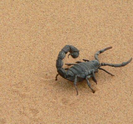 skorpion na piasku