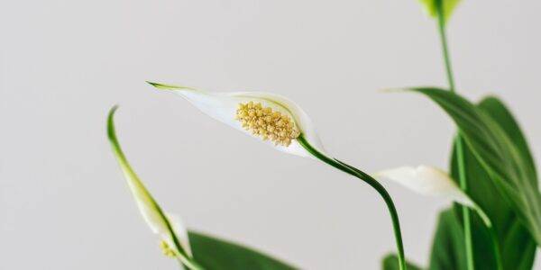 skrzydłokwiat odporny na ciemnosc