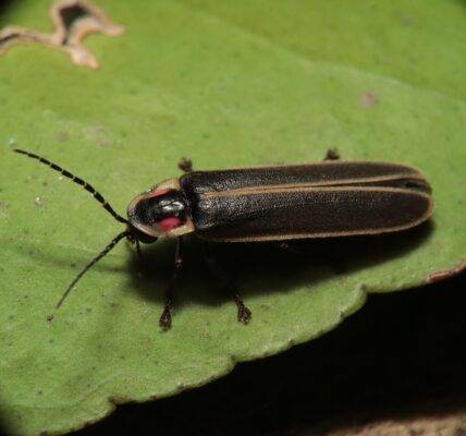świetlik ogrodowy na liściu