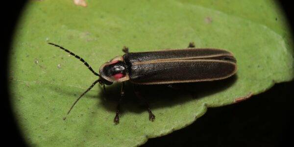 świetlik ogrodowy na liściu