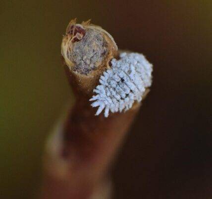 wełnowiec na roślinie