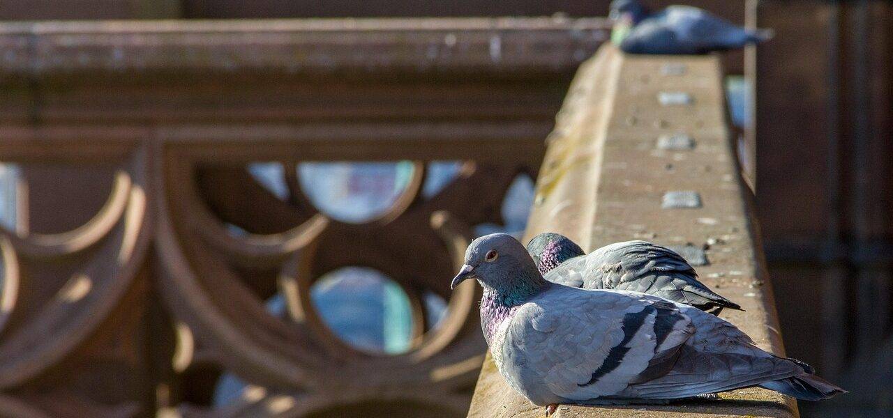 gołebie siedzące na balkonie