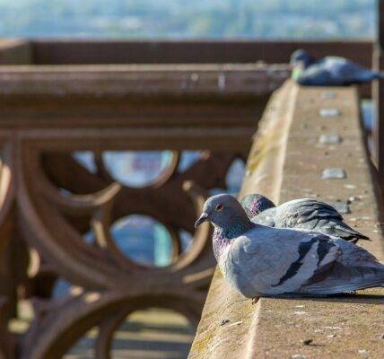 gołebie siedzące na balkonie