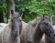 tarpan czyli symbol roztoczańskiego parku narodowego