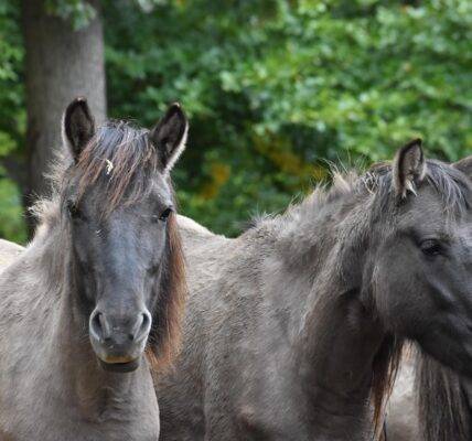 tarpan czyli symbol roztoczańskiego parku narodowego