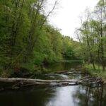 drawieński Park Narodowy widok na rzekę Drawa