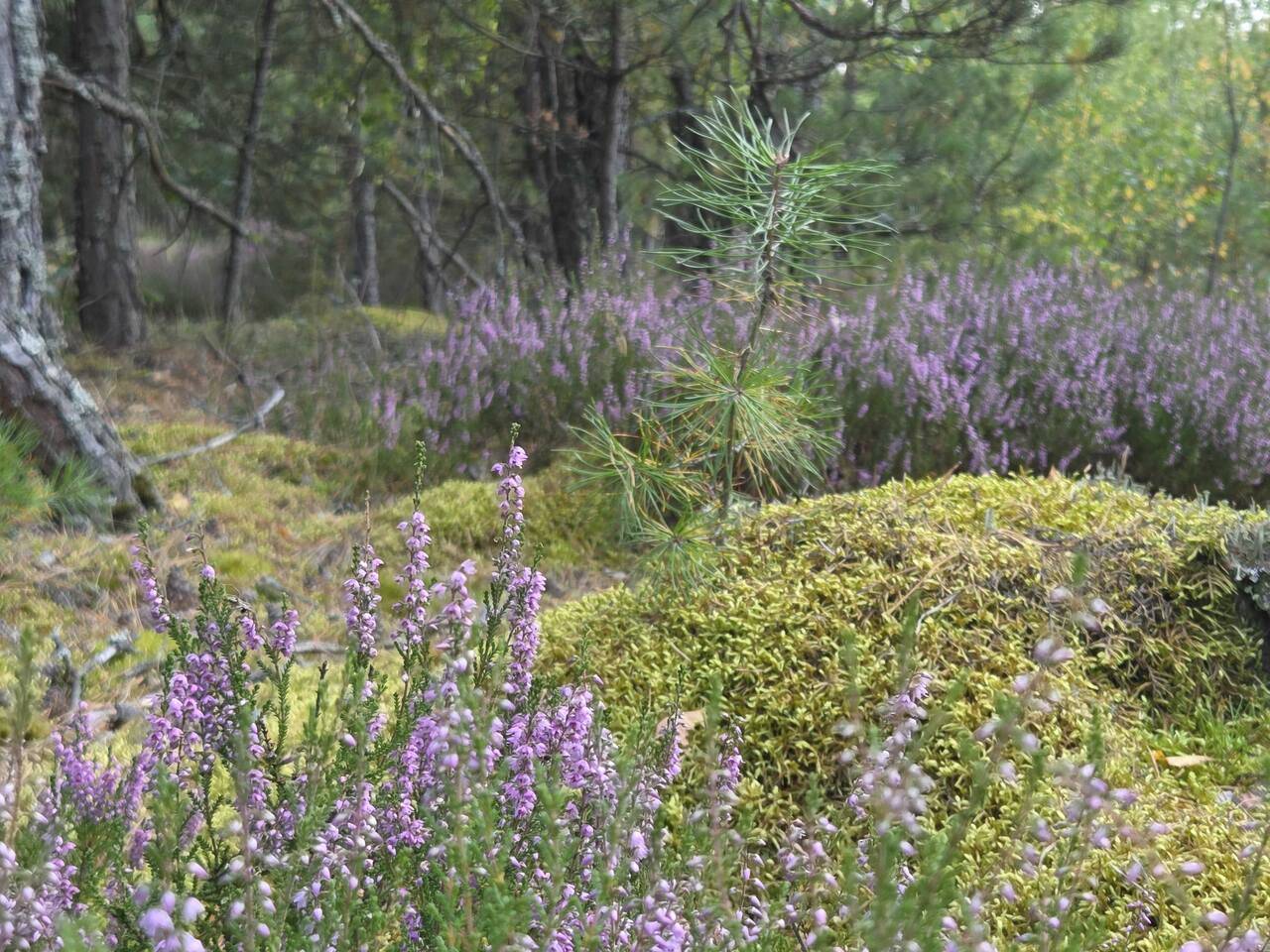 Wrzosy, młode sosny i miękki kobierzec mchów na Kaszubach
