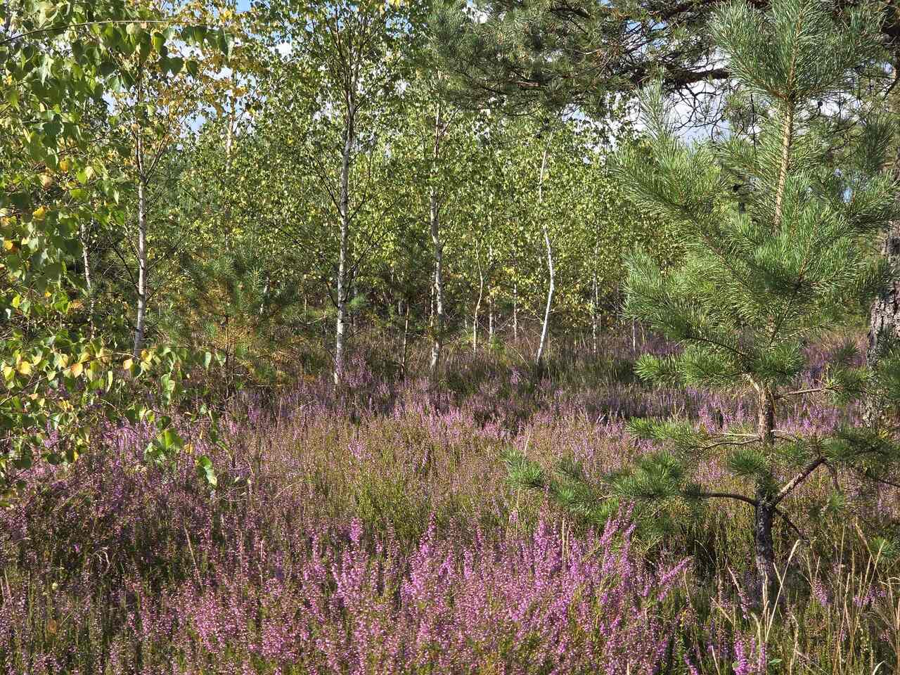 Rozległe wrzosowisko wśród młodych sosen i brzóz na Kaszubach